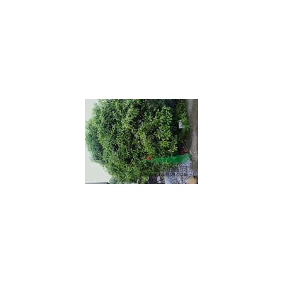 浙江地区供应25公分桂花