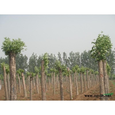 大规格白蜡，北栾，七叶树，大桂花树
