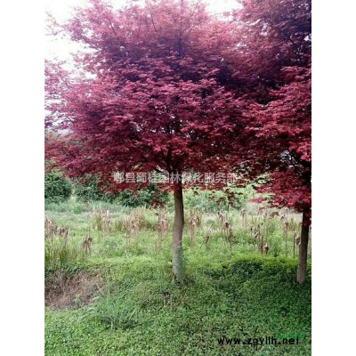 红枫、四川红枫、红枫批发基地