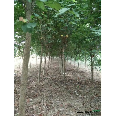 广西桂花4*新报价/桂花4图片