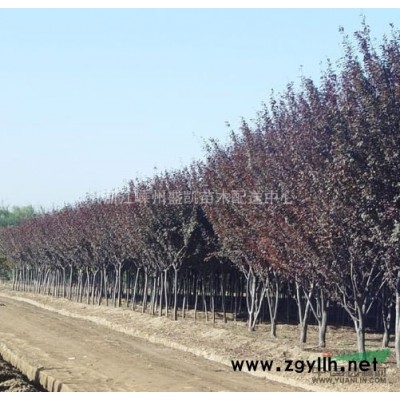 杜英，杜英价格，杜英供应，杜英图片