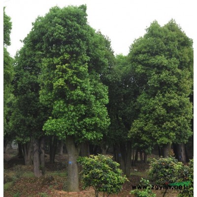 山杜英行情报价\山杜英图片展示