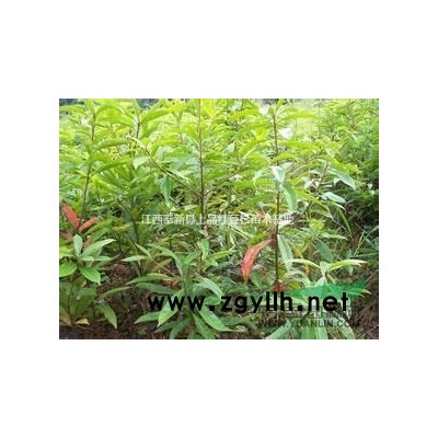 2016年桂花，*便宜桂花树哪里有？*好的桂花苗多少钱一棵？