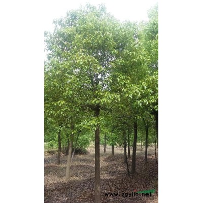 长年供应 香樟 紫薇 玉兰花 桂花 乌桕  等各种园林绿化苗