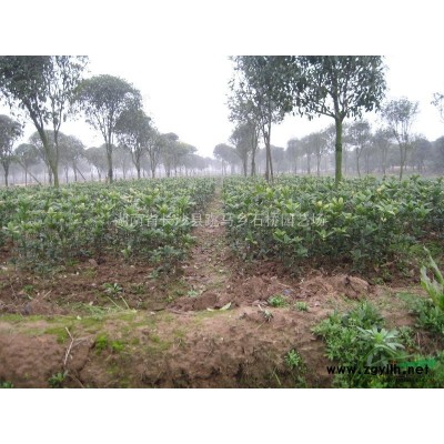 供应桂花,丹桂,红叶石楠,杜英,乐昌含笑,红继木,杜鹃,茶花