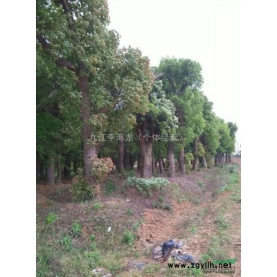 江西桂花大量低价供应,桂花规格*