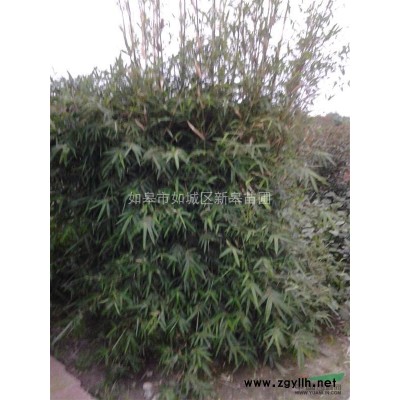 出售桂花高度30公分-150公分以上，金桂，银桂