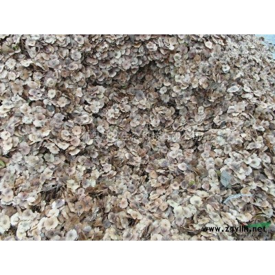 江西 桂花小苗 高(80cm-200cm)