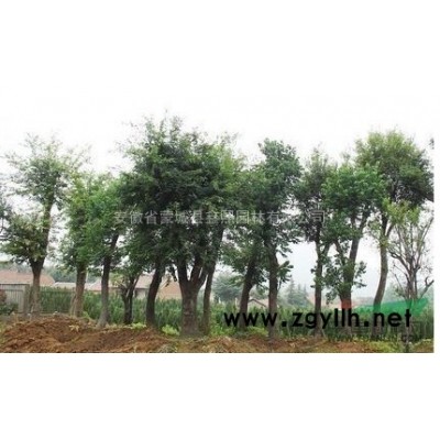 桂花 安徽桂花 亳州桂花 桂花价格