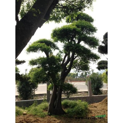 桂花 编号：8052