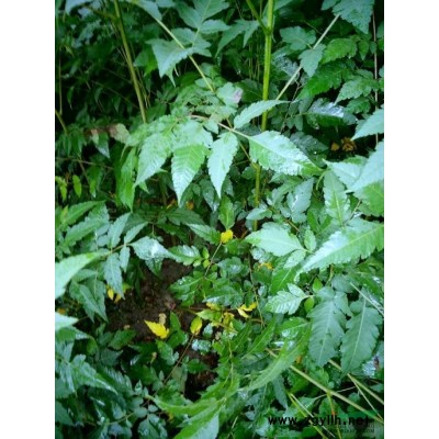 桂花1报价/湖北桂花1报价