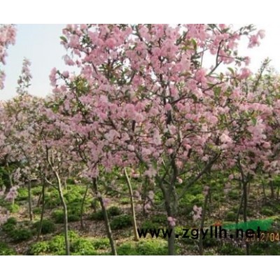 木槿 桂花、玉兰、杜英、香樟、杜鹃、四季桂、蚊母