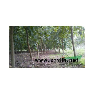 桂花低价米径20公分