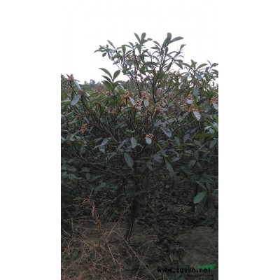 自家种的枇杷树\桂花树,现要卖掉,价格便宜