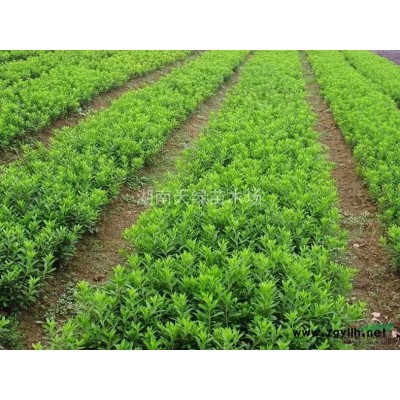 桂花、湖南桂花、丹桂、八月桂、大桂花球