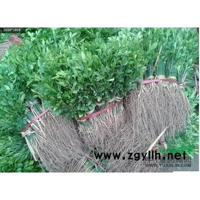 广西桂林桂花苗小苗 金桂 八月桂 丹桂小苗 朱砂大红 贵妃红