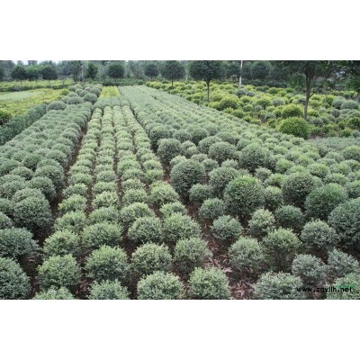 三季红红枫哪里有,日本红枫三季,三季红枫价格