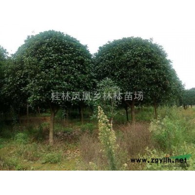 银杏树基地 银杏专供 广西桂花树 林桂特大银杏古树 桂林桂花