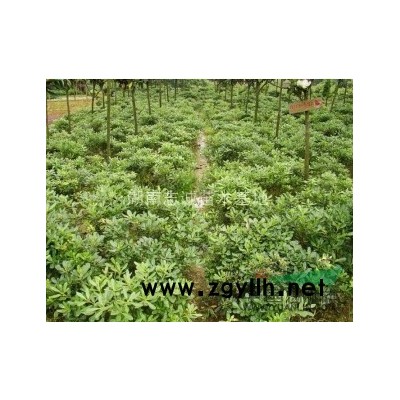 湖南红枫，红枫小苗，高杆嫁接红枫，日本红枫价格，美国红枫价