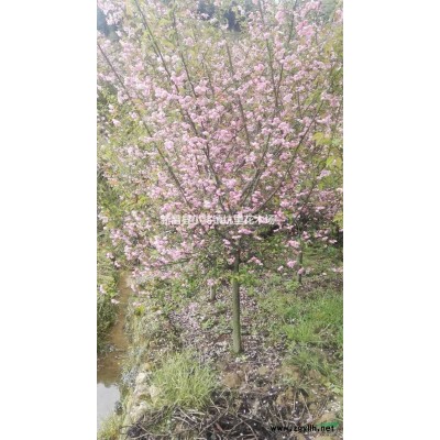 机会难得。征用*先。处理一批10---17垃圾红枫49棵