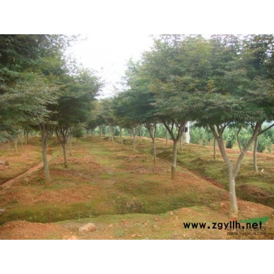 日本*大规格鸡爪槭，红枫