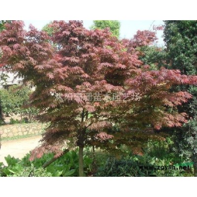 本场专卖一*桂花树-江苏八月桂价格