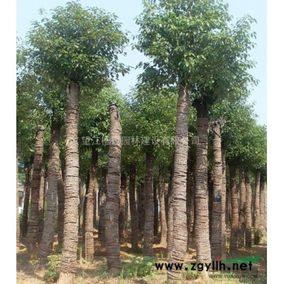 安徽多枝桂花供应 安庆多枝桂花价格 出售多枝桂花树