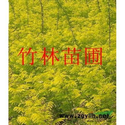 供应彩叶桂花新品种，珍珠彩叶桂花种苗