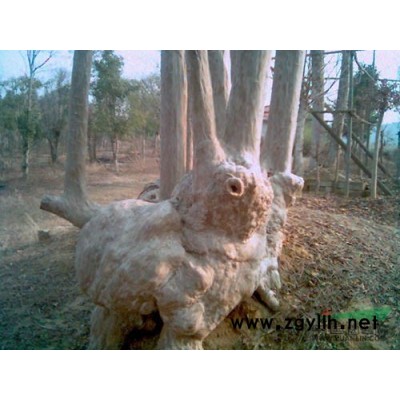 江西十米蓬径桂花*新报价/十米蓬径桂花图片