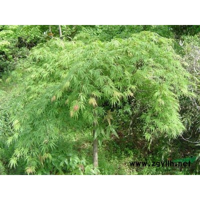 西府海棠.樱花，红枫，青枫，红叶李，红石楠，桂花，茶花,小苗