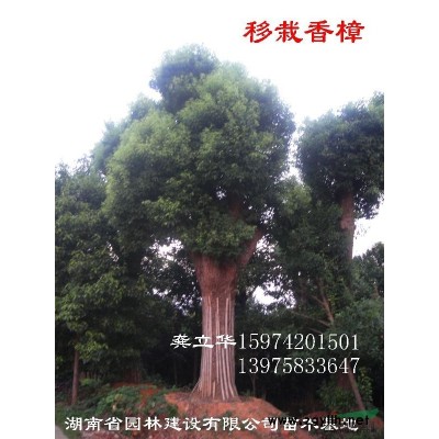 桂花，15CM桂花，湖南桂花，浏阳桂花