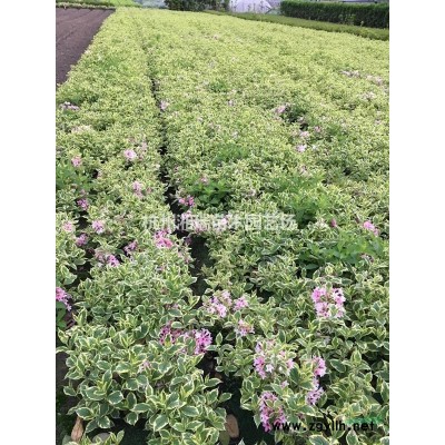 马褂木（鹅掌楸）价格  浙江价格 萧山