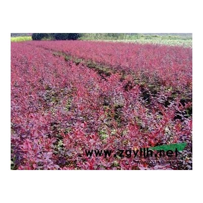 马褂木种子图片\马褂木种子报价