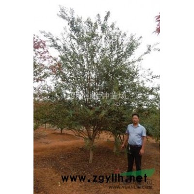 中国红枫图片\中国红枫报价