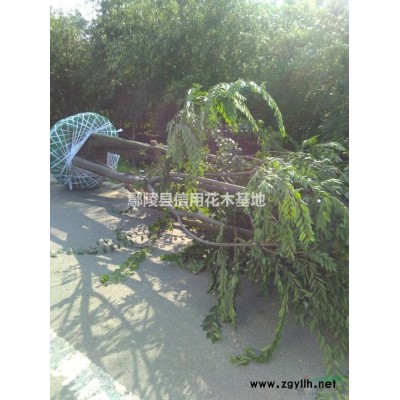 河南许昌美国红枫8公分精品