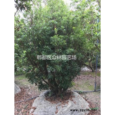 四川成都红枫价格，红枫基地批发