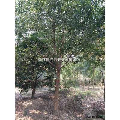 浙江长兴12公分美国红枫秋火焰报价