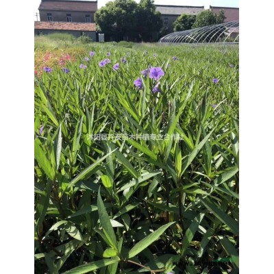 美国红枫 乔木美国红枫 美国红枫小苗价格