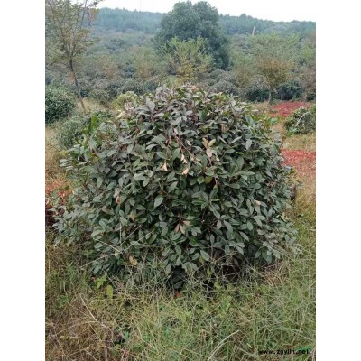 江西九江红枫哪里好/哪家便宜？九江哪里能买到便宜的红枫