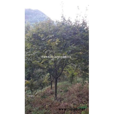 浙江地区红枫行情 红枫新价格 红枫哪里便宜