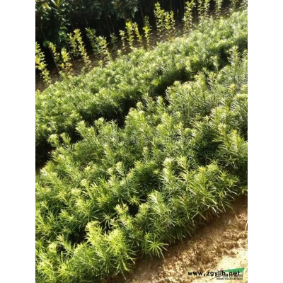 江西地区供应10-20公分的马褂木