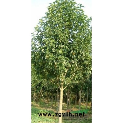 马褂木种子报价/江西马褂木种子报价