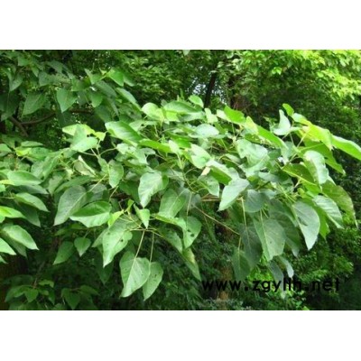 香泡 供应大规格廉价香泡 香樟 桂花 朴树 榔榆送货上门移植