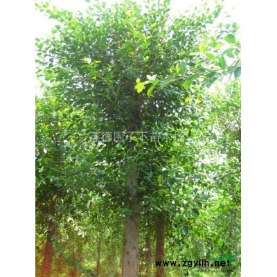 桂花/广东桂花/精品桂花/大桂花