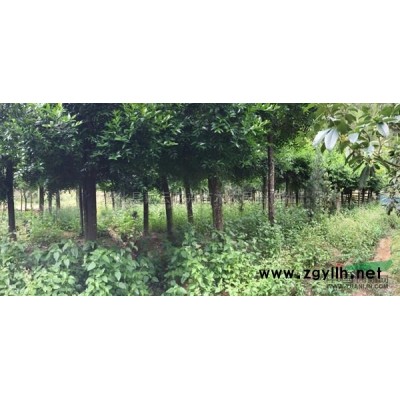 丹桂（桂花）基地图片\丹桂（桂花）基地报价