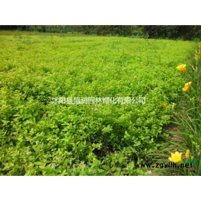 紫叶桃、桂花、红枫、