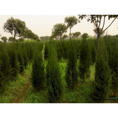 湖南杜英，杜英价格