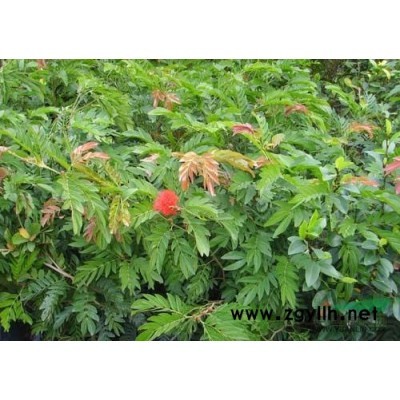 福建漳州尖叶杜英供应商/尖叶杜英各种规格批发价