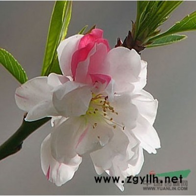 五彩桂花4行情报价\五彩桂花4图片展示