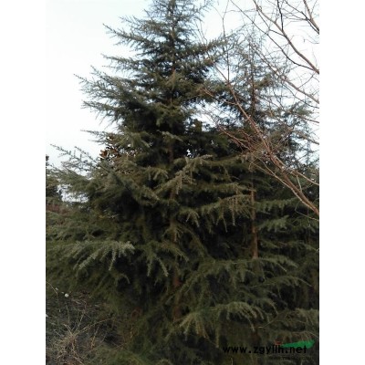 桂花树 桂花价格 安徽桂花 滁州桂花